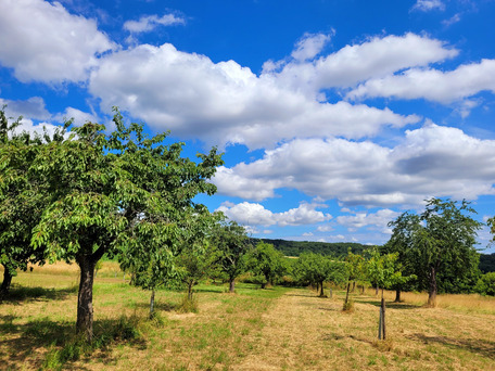 Kirschbäume